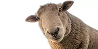 Schafschermaschine bei uns im Onlineshop kaufen