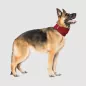 Preview: Schal für Hunde Canada Pooch