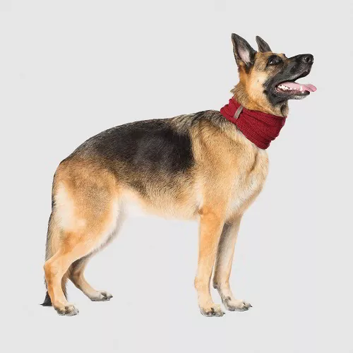 Schal für Hunde Canada Pooch