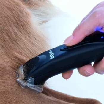 Hundeschermaschine Aesculap Base Cut beim scheren eines Hundes in der Vorschau
