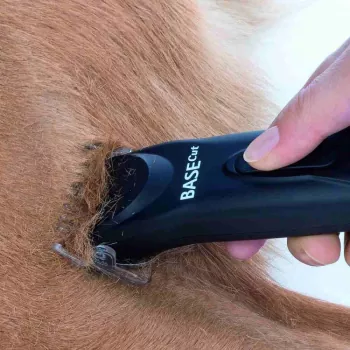 Hundeschermaschine Aesculap Base Cut beim Scheren eines Hundes